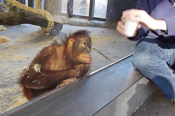 PAY-oranguntan-in-a-zoo-reacting-to-seeing-a-magic-trick